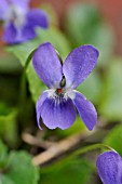 VIOLA ODORATA