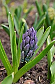 HYACINTHUS