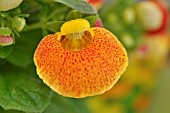 CALCEOLARIA