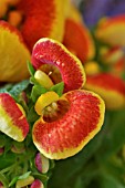 CALCEOLARIA