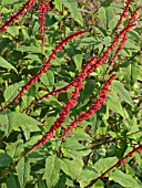 SALVIA CONFERTIFOLIA, SAGE