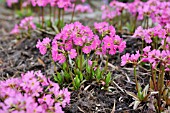 PRIMULA ROSEA