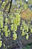 CORYLOPSIS WILLMOTTIAE