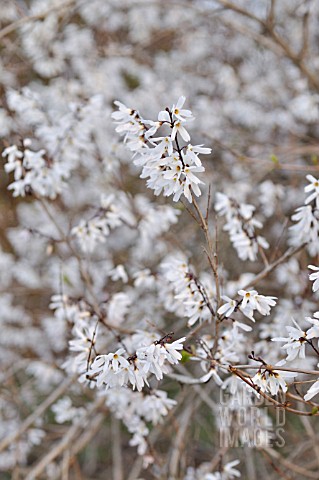 ABELIOPHYLLUM_DISTICHUM