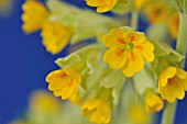 PRIMULA VERIS CABRILLO