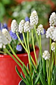 MUSCARI ARMENIACUM WHITE MAGIC