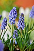 MUSCARI ARMENIACUM