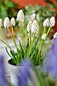 MUSCARI ARMENIACUM WHITE MAGIC