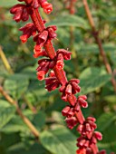 SALVIA CONFERTIFOLIA, SAGE