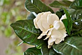 GARDENIA AUGUSTA SYN. GARDENIA JASMINOIDES