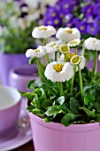 BELLIS PERENNIS