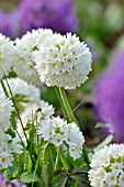 PRIMULA DENTICULATA