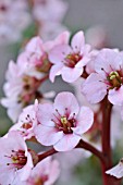 BERGENIA SCHNEEKOENIGIN, (SYN. BERGENIA SNOW QUEEN)