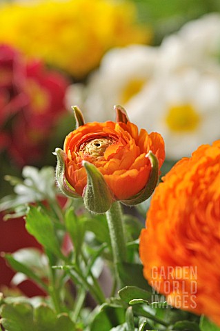 RANUNCULUS_ASIATICUS_GAMBIT_MIX