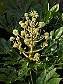 FATSIA JAPONICA