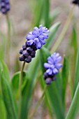 MUSCARI LATIFOLIUM, GRAPE HYACINTH