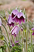 PULSATILLA ARMENA,