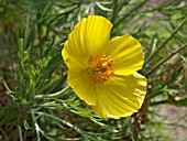 HUNNEMANNIA FUMARIIFOLIA, MEXICAN TULIP POPPY