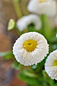 BELLIS PERENNIS