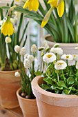 BELLIS PERENNIS