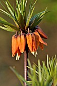 FRITILLARIA IMPERIALIS