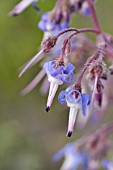 TRACHYSTEMON ORIENTALIS