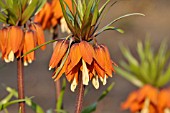 FRITILLARIA IMPERIALIS