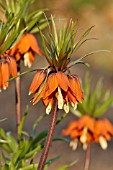 FRITILLARIA IMPERIALIS