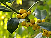 ILEX AQUIFOLIUM BACCIFLAVA, COMMON HOLLY