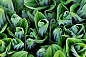 VERATRUM ALBUM