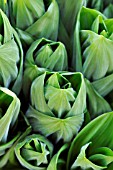 VERATRUM ALBUM