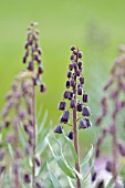 FRITILLARIA PERSICA