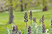 FRITILLARIA PERSICA