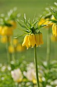 FRITILLARIA IMPERIALIS