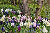 MIXED HYACINTHUS