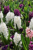 MIXED HYACINTHUS