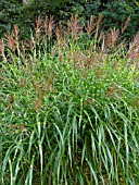 MISCANTHUS SINENSIS ZEBRINUS, CHINESE SILVER GRASS