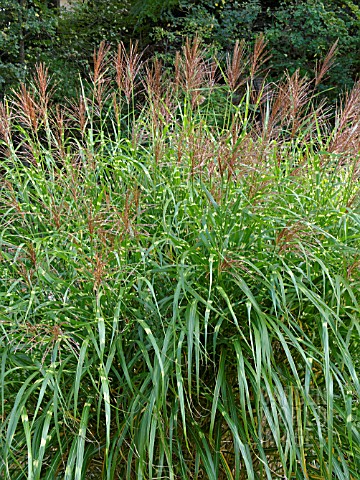 MISCANTHUS_SINENSIS_ZEBRINUS_CHINESE_SILVER_GRASS