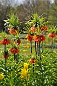 FRITILLARIA IMPERIALIS