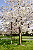 FLOWERING CHERRY TREES