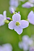 CARDAMINE PRATENSIS