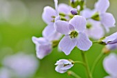 CARDAMINE PRATENSIS