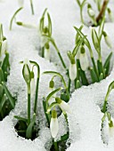 GALANTHUS NIVALIS, COMMON SNOWDROP