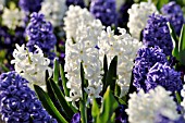 HYACINTHUS