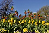 FRITILLARIA IMPERIALIS WITH TULIPS