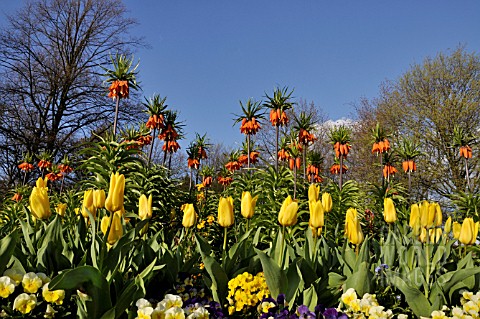 FRITILLARIA_IMPERIALIS_WITH_TULIPS