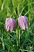 FRITILLARIA MELEAGRIS