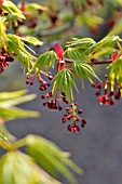 ACER PALMATUM