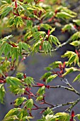 ACER PALMATUM