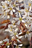 AMELANCHIER